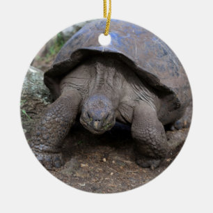 Giant tortoise Galapagos Islands Ceramic Ornament