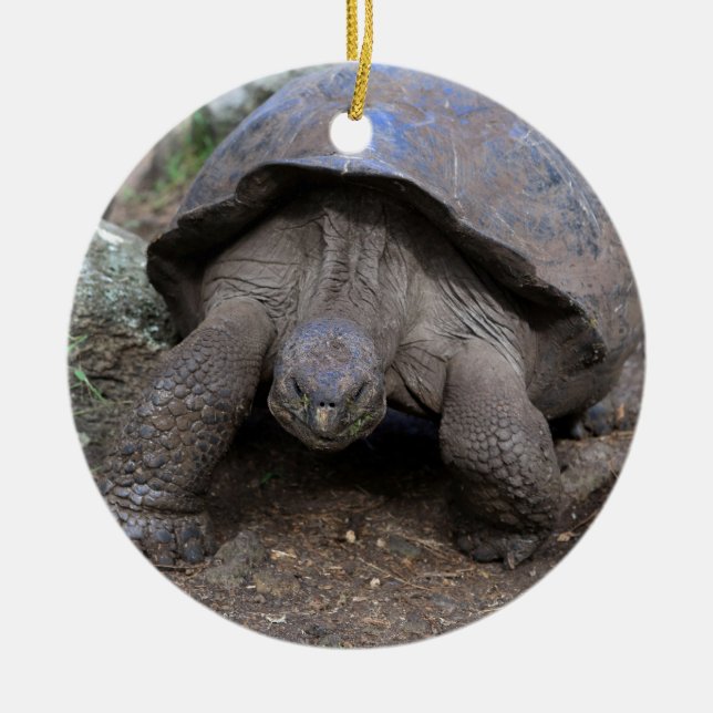 Giant tortoise Galapagos Islands Ceramic Ornament (Front)