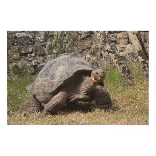 Giant Tortoise  Galapagos Wood Wall Decor