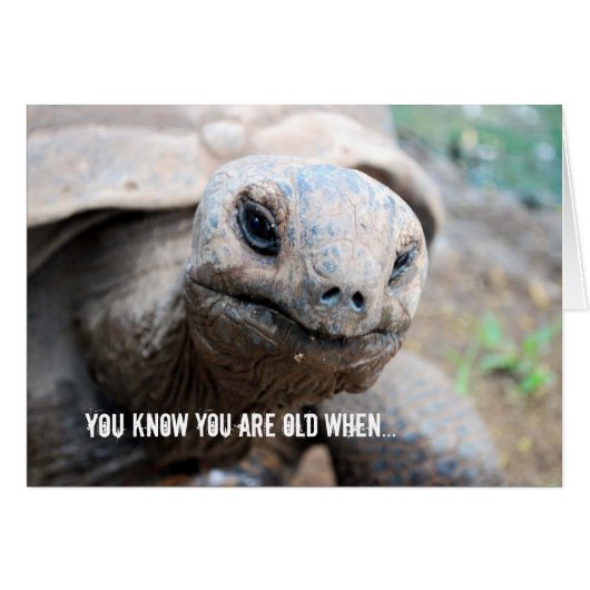 Giant Tortoise Memory Lapse Cards (Front Horizontal)