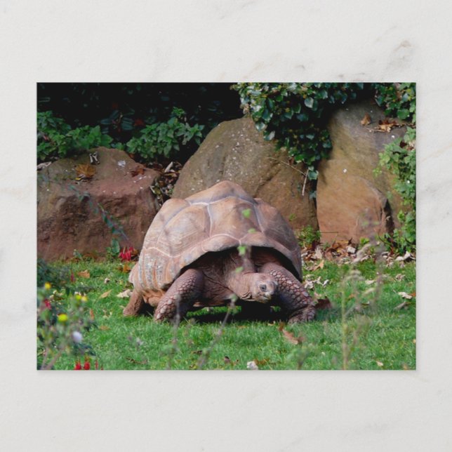 Giant Tortoise Postcard (Front)