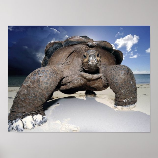 Giant Tortoise poster (Front)
