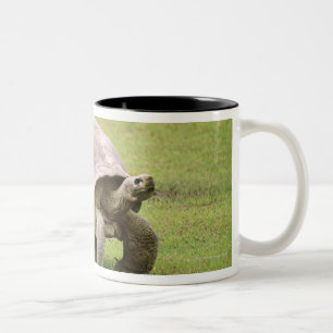 Giant Tortoise walking on grass Two-Tone Coffee Mug