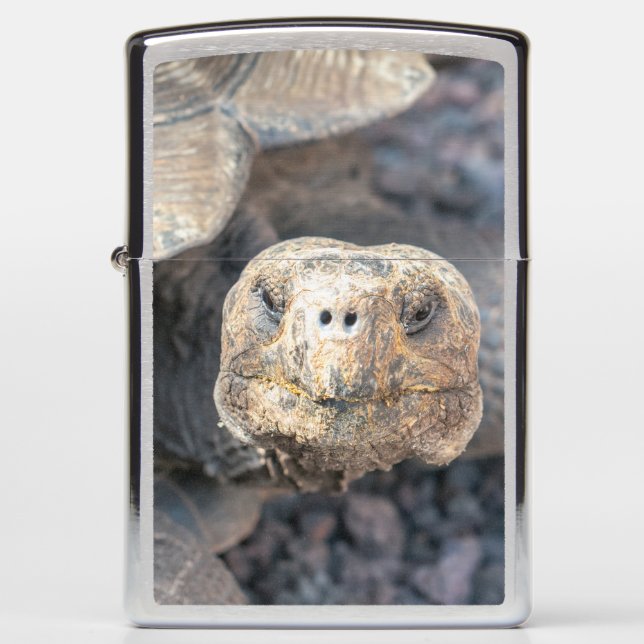 Giant Tortoise Zippo Lighter (Front)