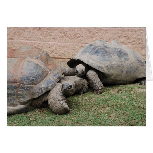 giant tortoises cards (Front Horizontal)