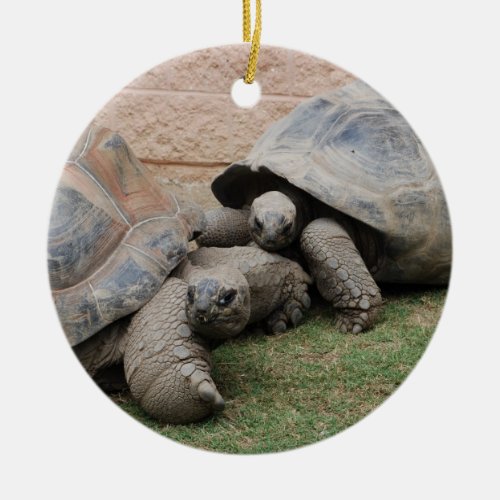 giant tortoises ceramic ornament