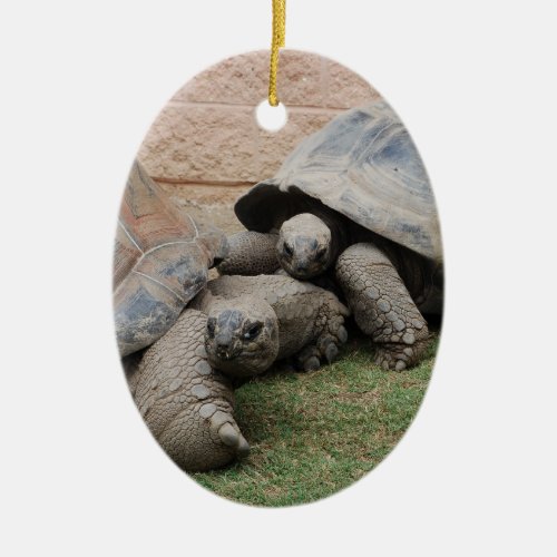 giant tortoises ceramic ornament