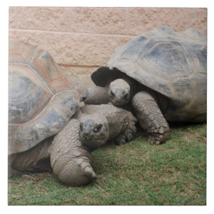 giant tortoises ceramic tile
