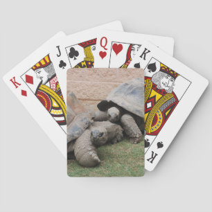 giant tortoises poker cards