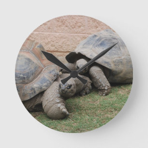 giant tortoises round clock