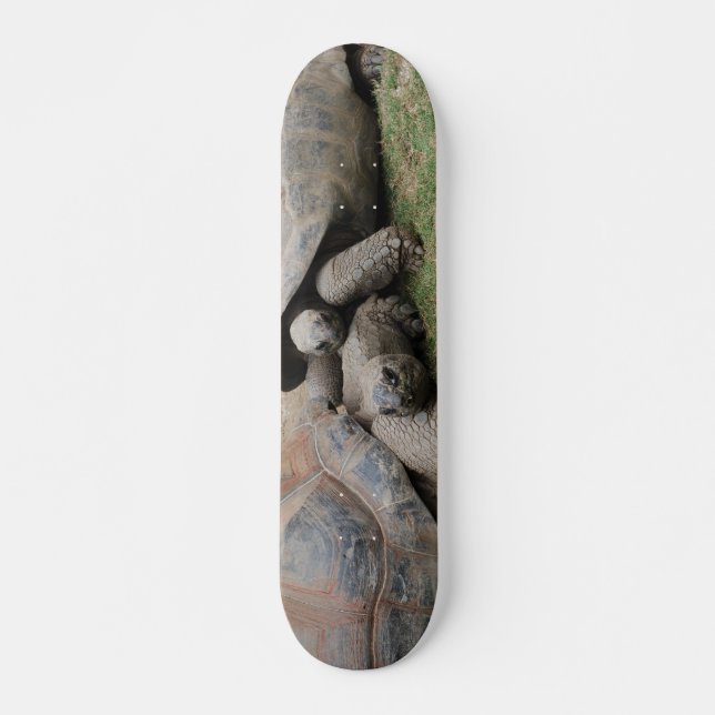 giant tortoises skateboard deck (Front)