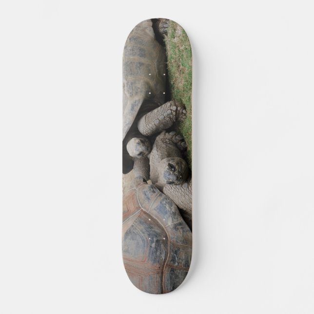 giant tortoises skateboard deck (Front)