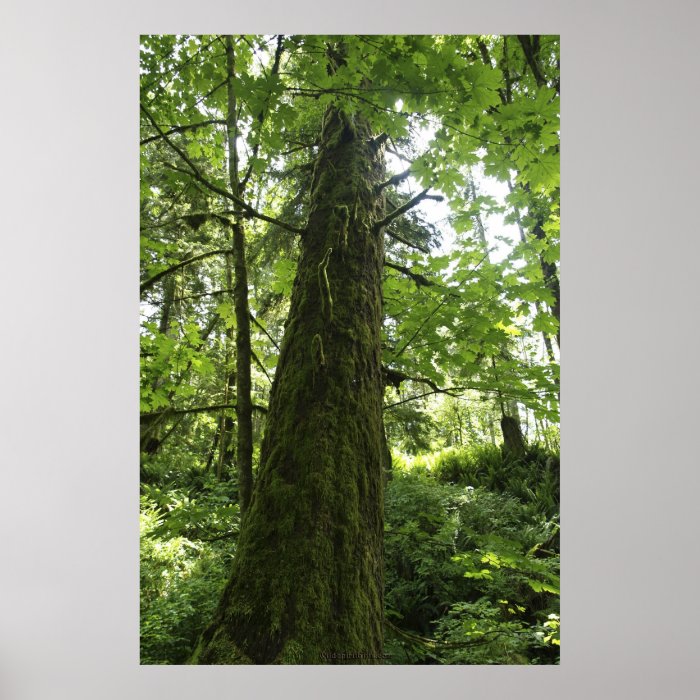 Giant Tree Forest Photo Print