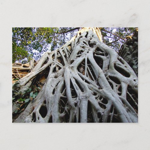 Giant Tree Roots Temples Ancient Cambodia Postcard
