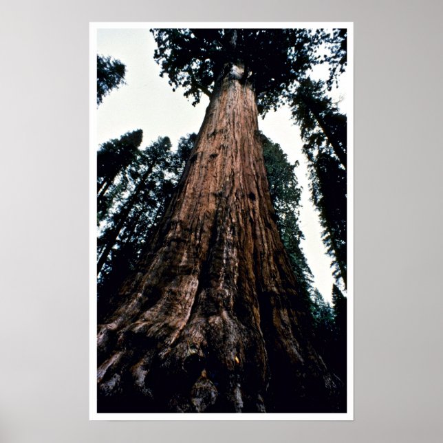 Giant Trees - Sequoia National Park Poster (Front)