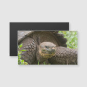 Giant turtle (Front/Back)