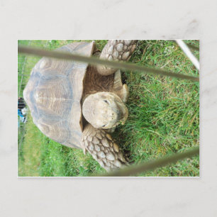 Giant Turtle, 1 Postcard