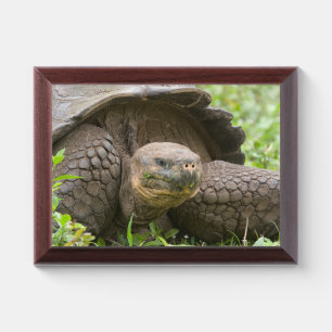Giant turtle award plaque