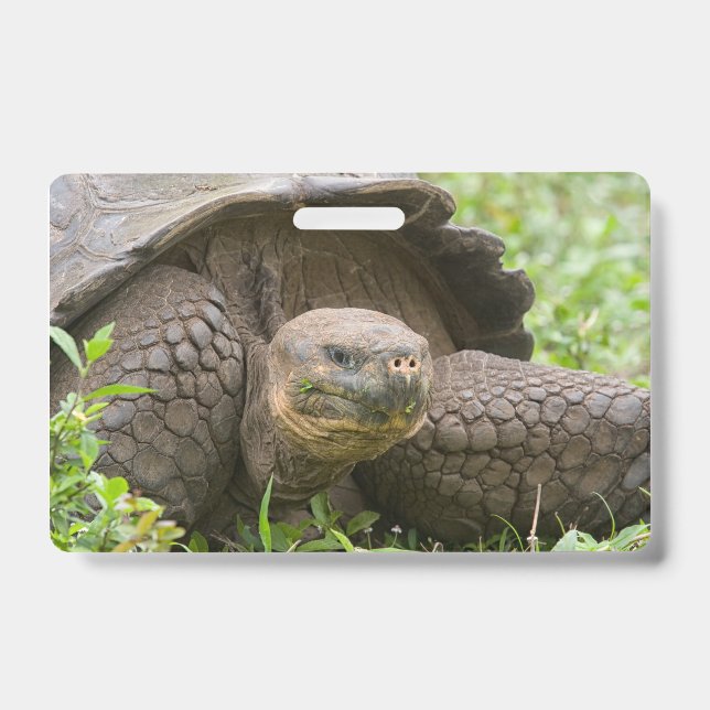 Giant turtle badge (Front)