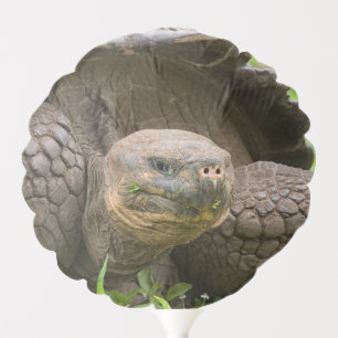 Giant turtle balloon