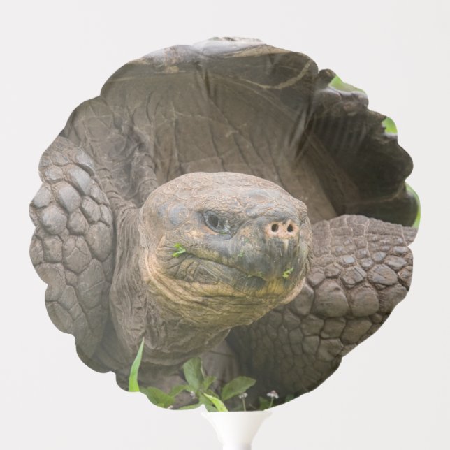 Giant turtle balloon (Front)