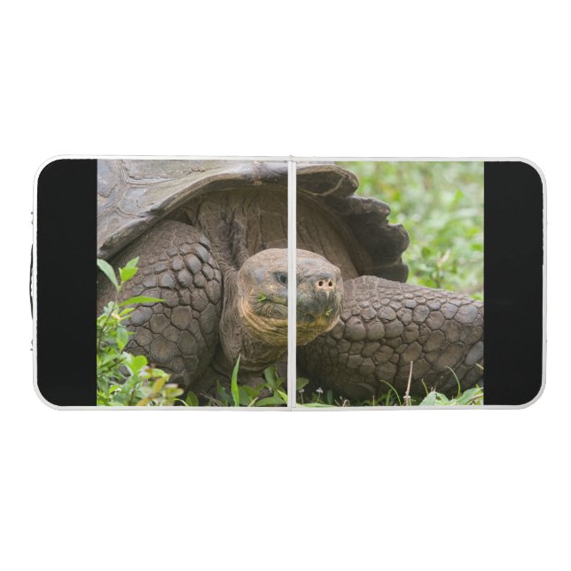 Giant turtle beer pong table (Top)