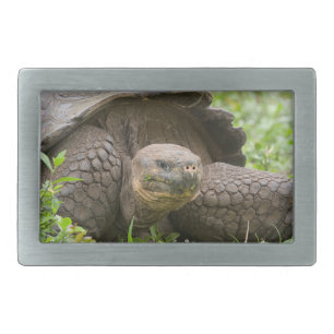Giant turtle belt buckle
