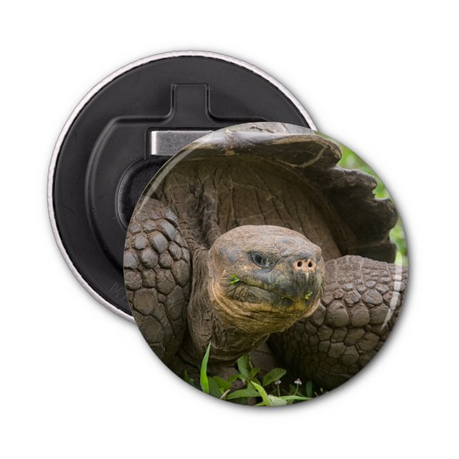 Giant turtle bottle opener (Front)