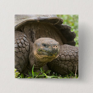 Giant turtle button