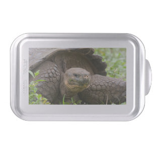 Giant turtle cake pan