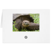 Giant turtle cards (Back Horizontal)