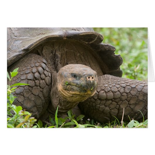 Giant turtle cards (Front Horizontal)