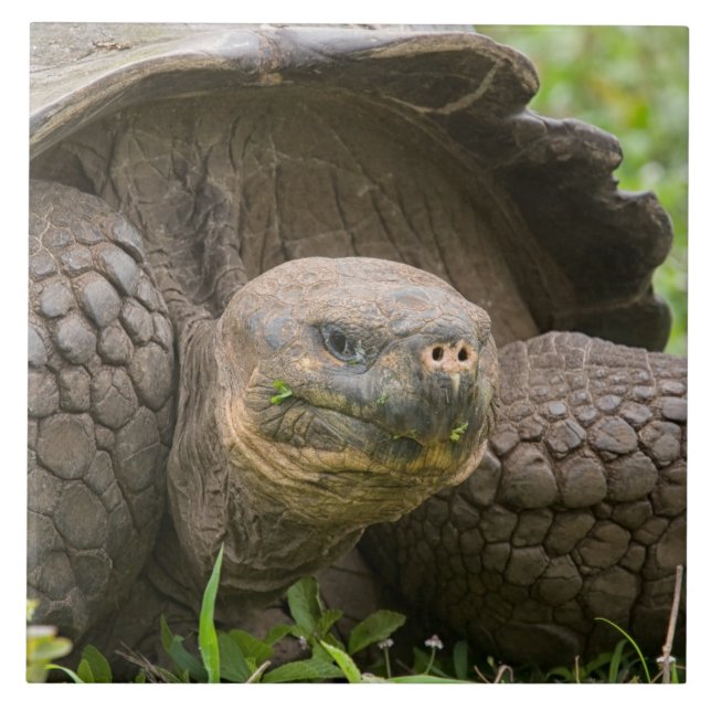 Giant turtle ceramic tile (Front)