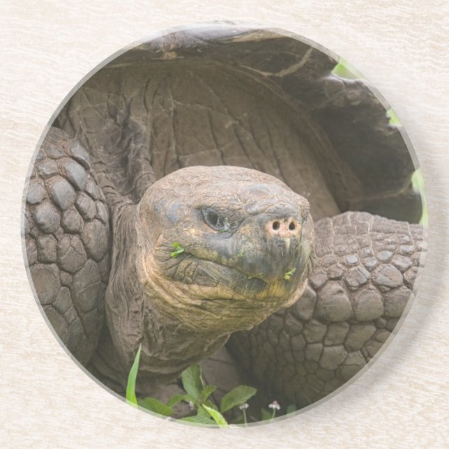 Giant turtle coaster (Front)