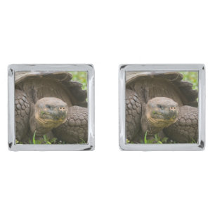 Giant turtle cufflinks