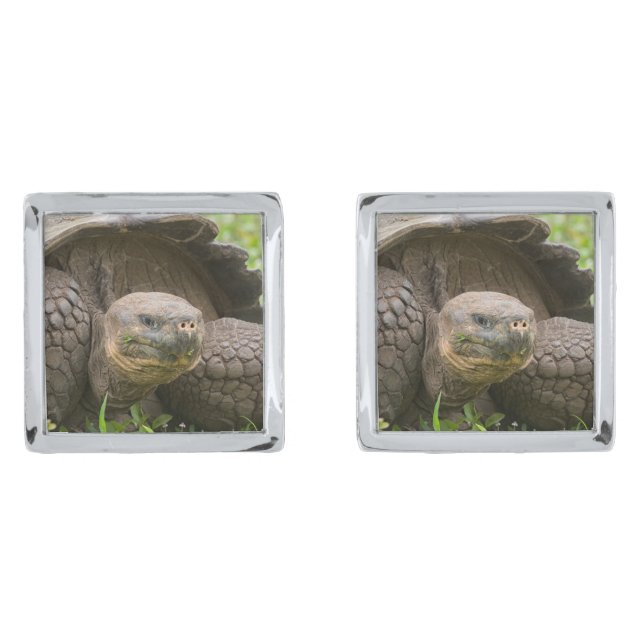 Giant turtle cufflinks (Front)