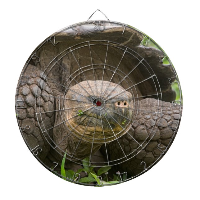 Giant turtle dart board (Front)