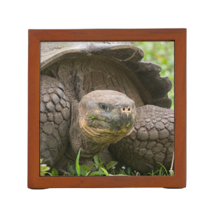 Giant turtle desk organizer
