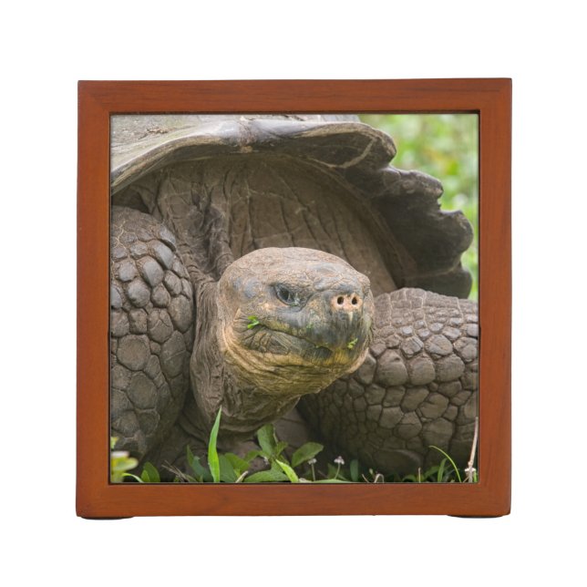 Giant turtle desk organizer (Back)