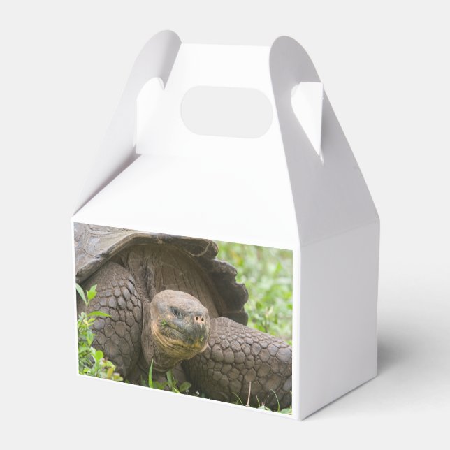 Giant turtle favor boxes (Back Side)