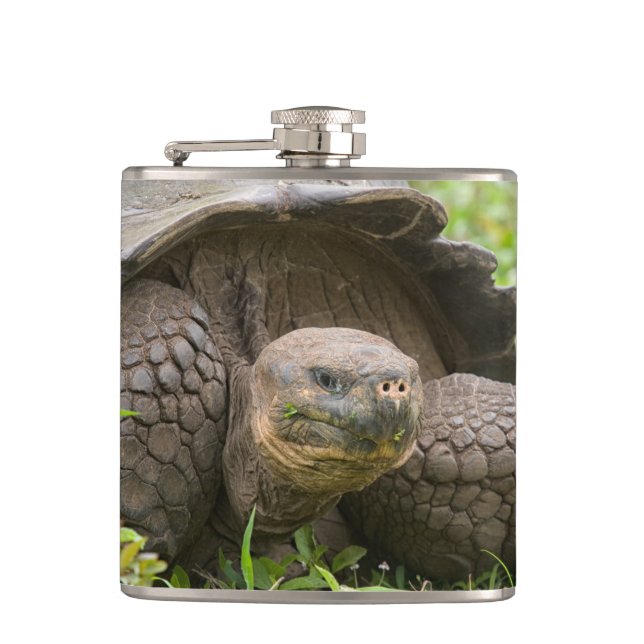 Giant turtle flask (Front)