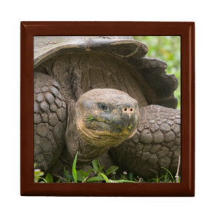 Giant turtle gift box