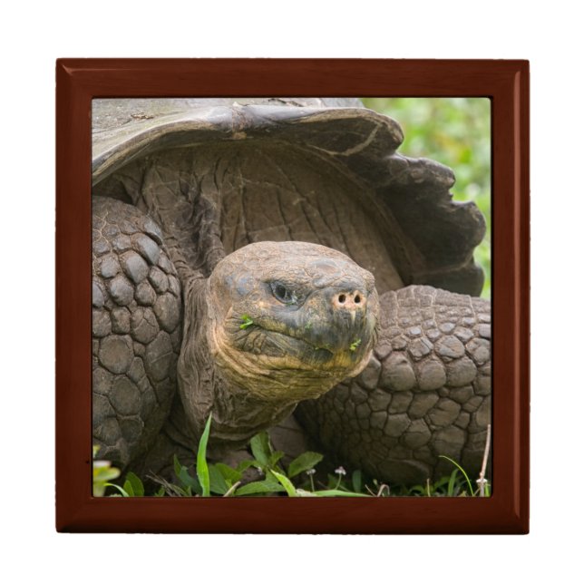 Giant turtle gift box (Front)