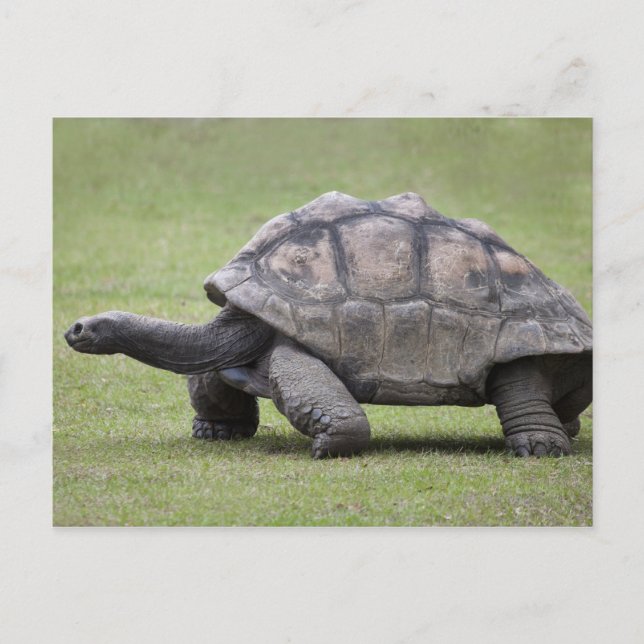Giant turtle in grass postcard (Front)