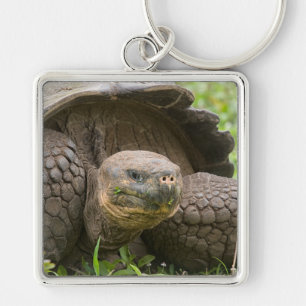 Giant turtle keychain