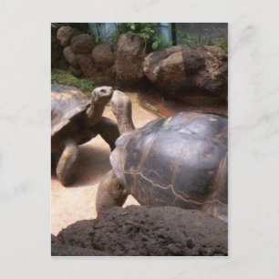 Giant Turtle Kiss Postcard