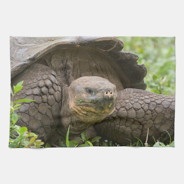 Giant turtle kitchen towel (Horizontal)