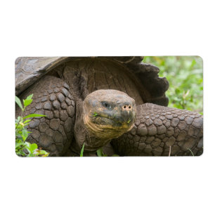 Giant turtle label