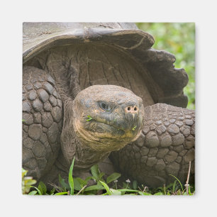 Giant turtle magnet