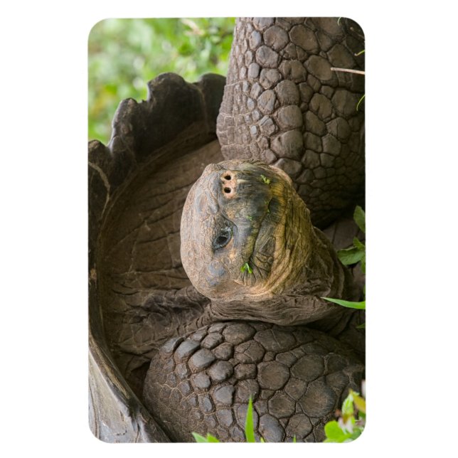 Giant turtle magnet (Vertical)